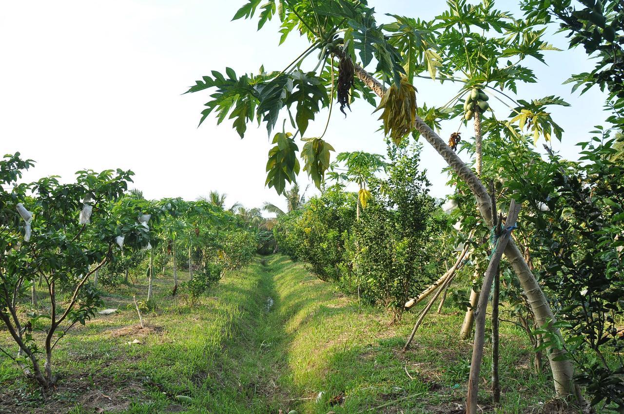 Orchard Fruit Farm Bungalow Phú Quý Zewnętrze zdjęcie